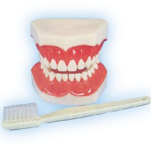 Model Teeth with Brush